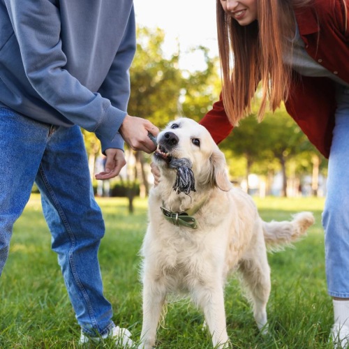 a couple of people walking a dog